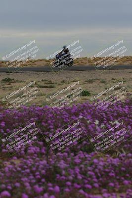 media/Jan-14-2023-SoCal Trackdays (Sat) [[497694156f]]/Turn 14 Exit Bloomig (145pm)/